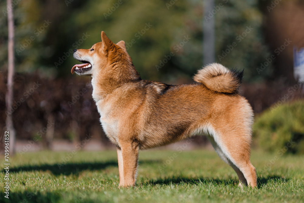 Beautiful Young Red Shiba Inu Puppy Dog in summer Beautiful Young Red Shiba Inu Puppy Dog in summer