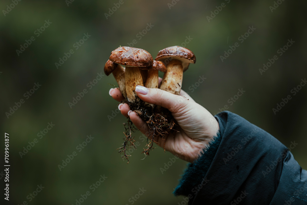 A close up of a hand holding freshly picked bolete mushrooms in the forest during autumn A close up of a hand holding freshly picked bolete mushrooms in the forest during autumn