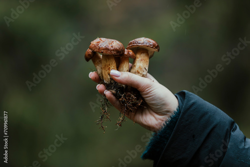 A close up of a hand holding freshly picked bolete mushrooms in the forest during autumn
