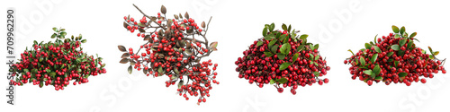 Cotoneaster   Flower Pile Of Heap Of Piled Up Together Hyperrealistic Highly Detailed Isolated On Transparent Background Png File photo