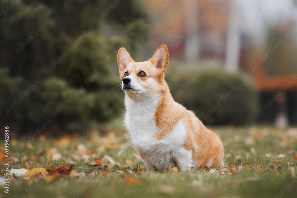 A Welsh Corgi Cardigan puppy in the park. Portrait of a smiling dog Welsh Corgi Pembroke