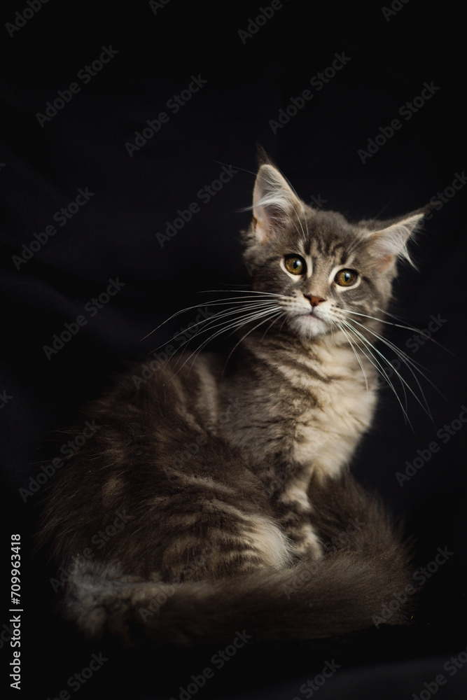 Close-up Portrait of Adorable Maine Coon Cat Stare up Isolated on Black Background, Front view