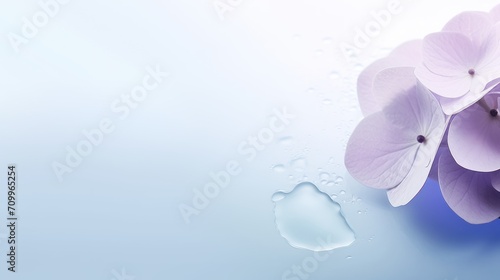 Hydrangea flower and water drop on blue background with copy space . Springtime Concept. Mothers Day Concept with a Copy Space. Valentine's Day with a Copy Space. 