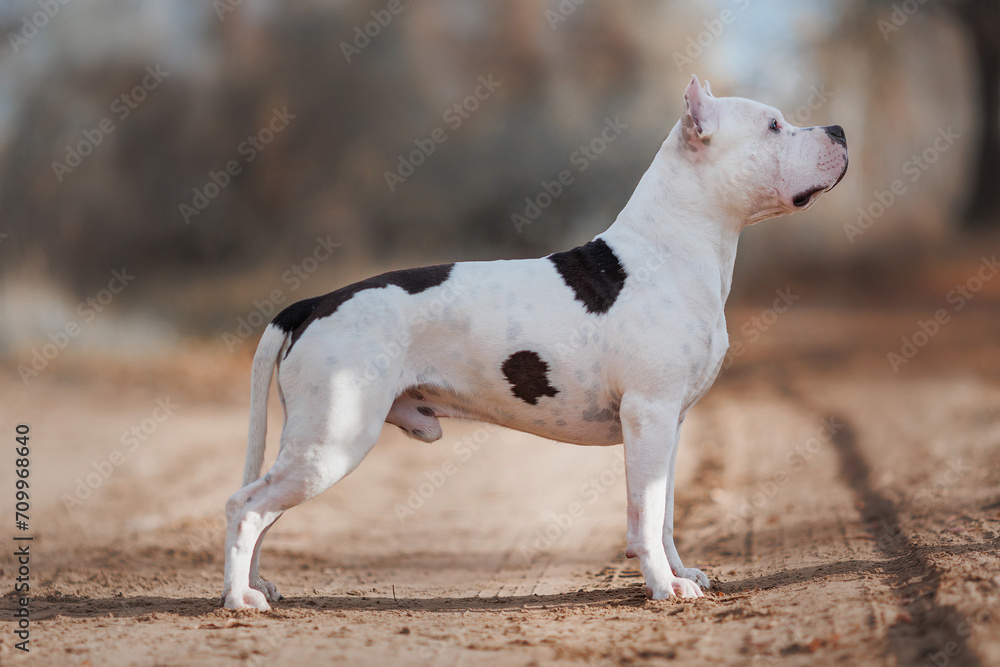 american staffordshire terrier in the park autumn american staffordshire terrier in the park autumn
