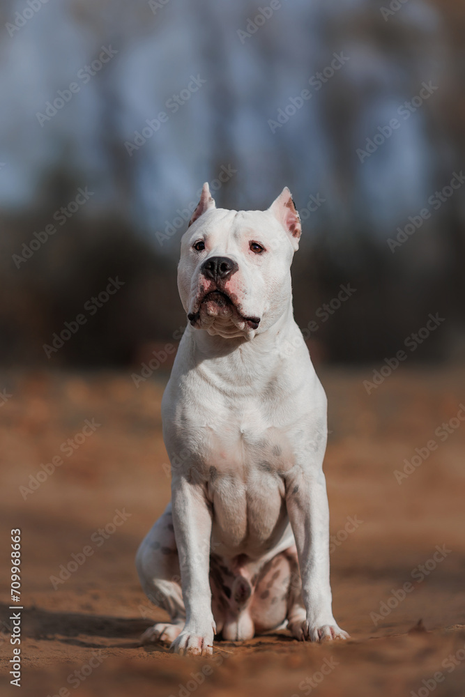 american staffordshire terrier in the park	autumn