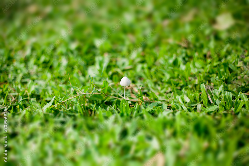 A delicate mushroom appears amidst a field of dense green grass, highlighting the beauty of natural flora in daylight.