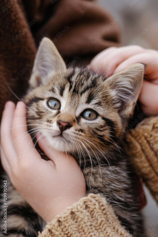 Cute little tabby kitten on the little girl's hands. Cute little tabby kitten on the little girl's hands.