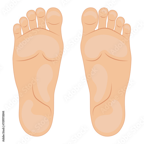 Vector illustration of the soles of the feet. Vector illustration.