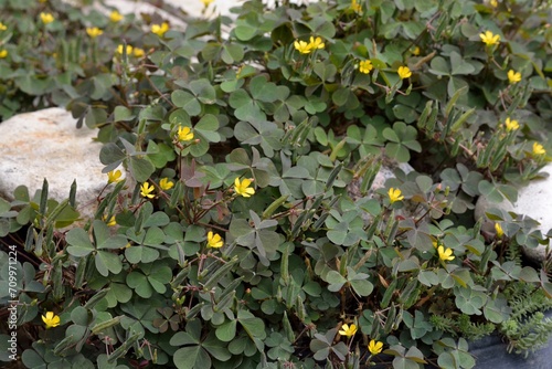 Oxalis with small yellow flowers is a ground cover plant that grows strongly in the garden among stones in summer.