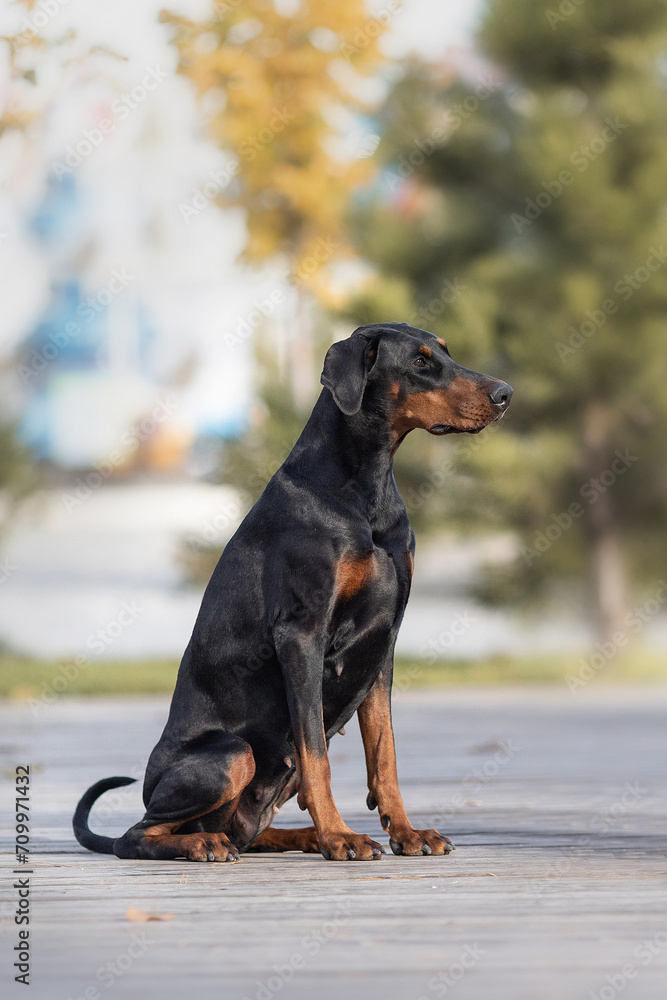 portrait of a Doberman pinscher dog. a dog in the park	