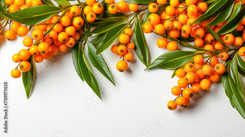 Sea Buckthorn Berry and Leaf on White