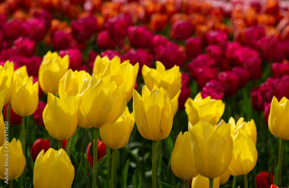 Tulips flowers blooming in the spring Tulips flowers blooming in the spring
