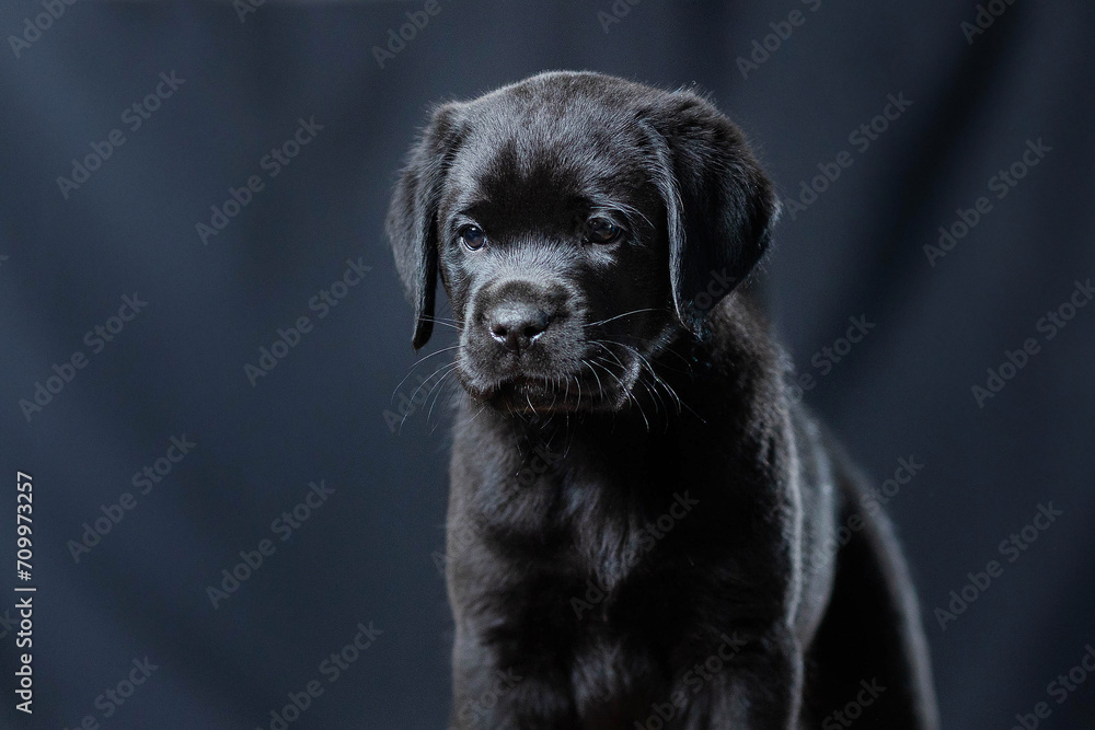 a Labrador retriever puppy a Labrador retriever puppy