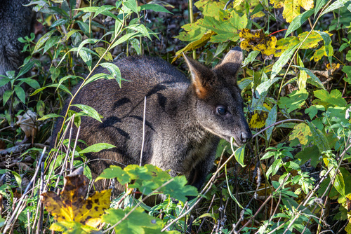 Swamp Wallaby  Wallabia bicolor  is one of the smaller kangaroos