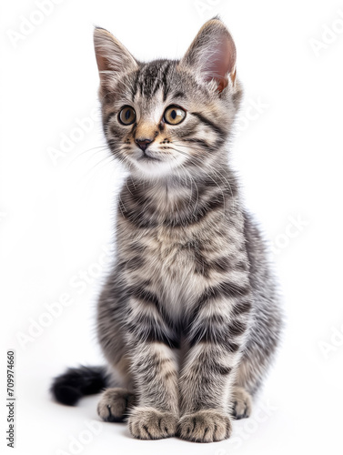 Cute, beautiful gray striped kitten sitting full-length and looking away on white background. Animal Protection Day. © alisluch