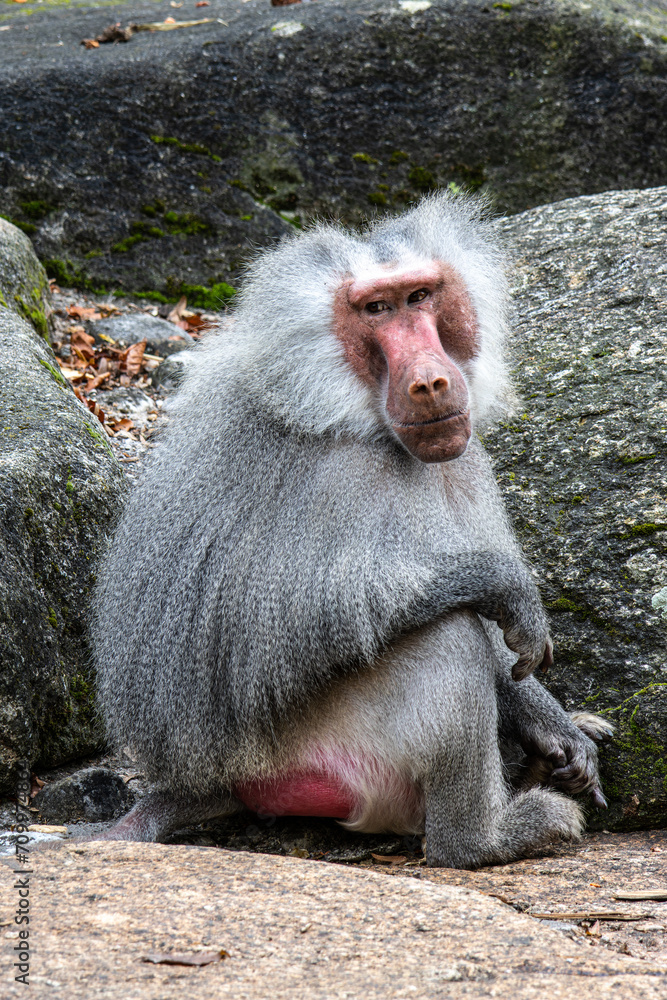 Hamadryas baboon, papio hamadryas, sitting together and grooming each other. Hamadryas baboon, papio hamadryas, sitting together and grooming each other.