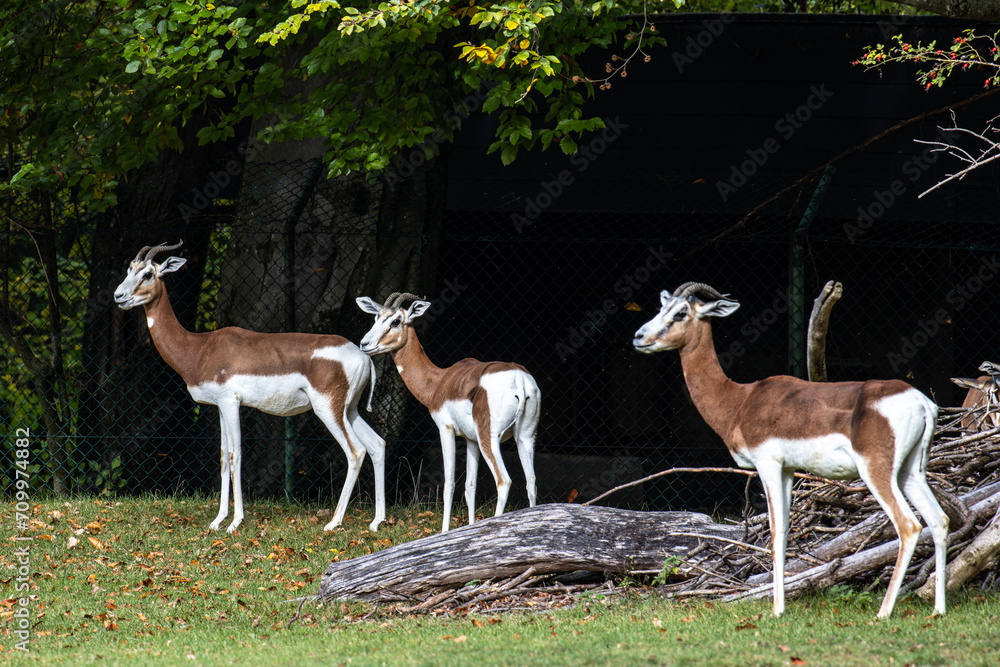 Dama gazelle, Gazella dama mhorr or mhorr gazelle is a species of gazelle Dama gazelle, Gazella dama mhorr or mhorr gazelle is a species of gazelle