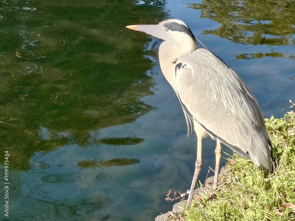 Obraz premium great blue heron standing waterside beautifully