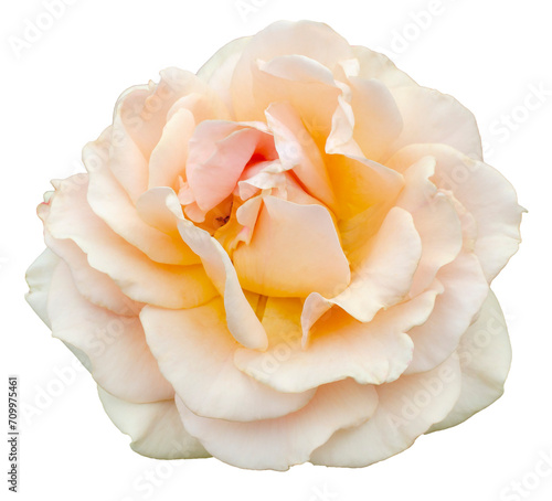 Fresh beautiful beige pink rose isolated on a transparent background. Detail for creating a collage photo