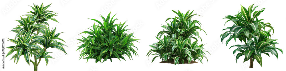 Dracaena   Flower Pile Of Heap Of Piled Up Together Hyperrealistic Highly Detailed Isolated On Transparent Background Png File