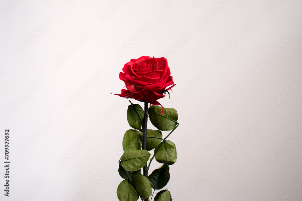 Fototapeta premium Rosa roja conservada y aislada sobre fondo blanco. concepto del día de san Valentín