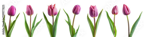 Beautiful purple Tulips (Lily) buds isolated on white background, clipping path.
