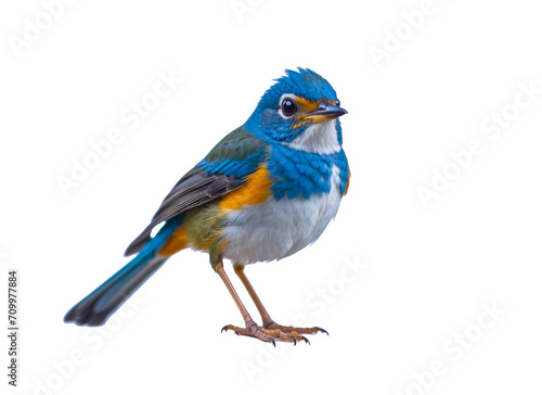 Bluebird Elegance on Transparent background