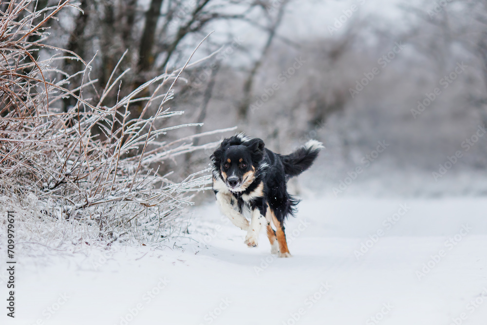 dog border collie portrait in the park winter
dog border collie portrait in the park winter