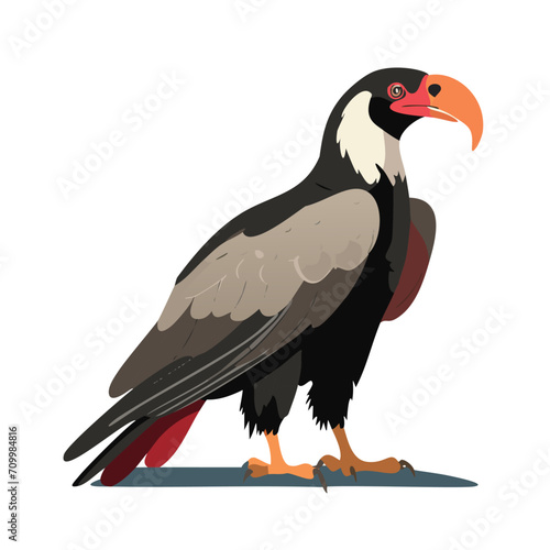 California condor in the White Background. Threatened or endangered species animals. Flat Vector EPS10 photo