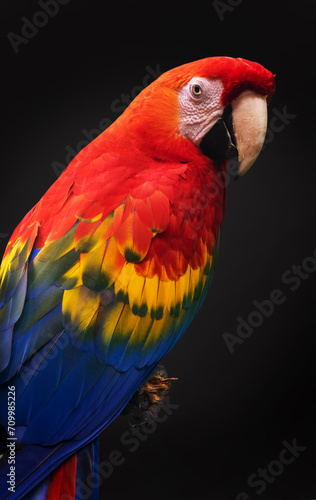 Close up portrait of a scarlet macaw parrot (ara macao) on black background