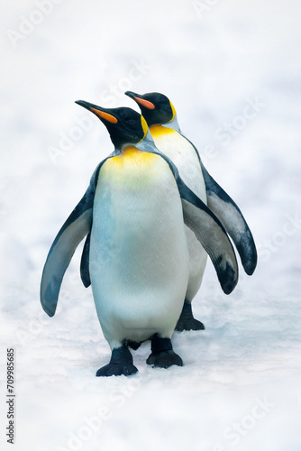 Two funny King Penguins in the snow