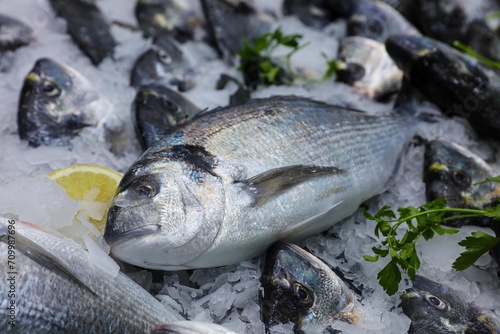 fish on ice  photo