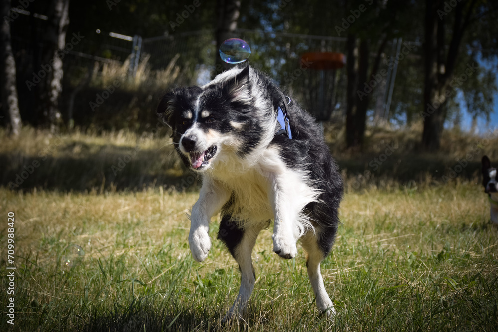 Border collie is jumping in the nature. He is so crazy dog on trip. Happy walking with dog. Summer day in nature with dog Border collie is jumping in the nature. He is so crazy dog on trip. Happy walking with dog. Summer day in nature with dog