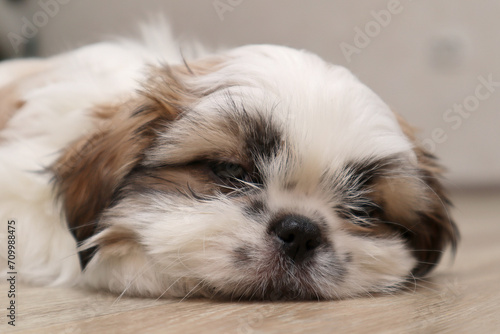 Cute shield puppy is sleeping. Muzzle close-up. Selective focus. Copyspace