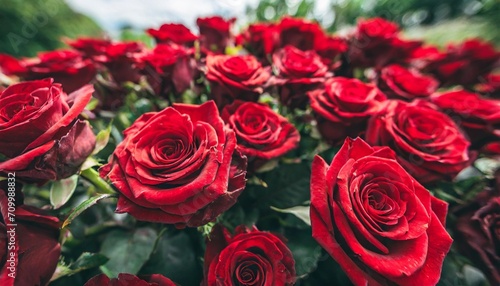 valentine s day background red roses