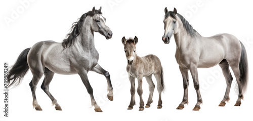 Group of roan horses: mare, stallion and foal, animal family isolated on transparent background. PNG clip art elements.