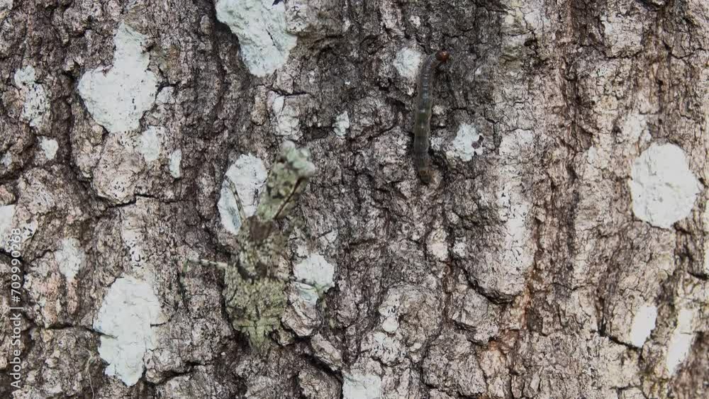 FLORIDA - 12.14.2023 - Close-up of a bark mantis capturing and eating a larva on a tree in a Florida forest. FLORIDA - 12.14.2023 - Close-up of a bark mantis capturing and eating a larva on a tree in a Florida forest.