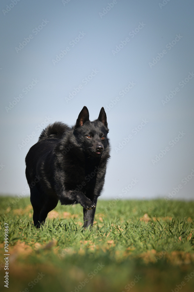 Young female of schipperke is running in grass. She has so nice face. She is so patient model.	