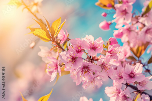 pink cherry blossom spring banner 