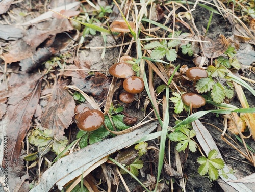 Brown small poisonous mushrooms grow among the grass. Poisonous mushrooms in autumn. photo