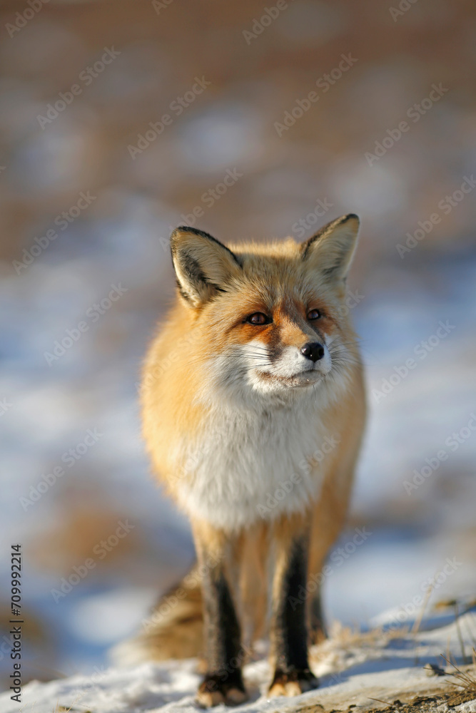 Red fox looks straight ahead in winter Red fox looks straight ahead in winter