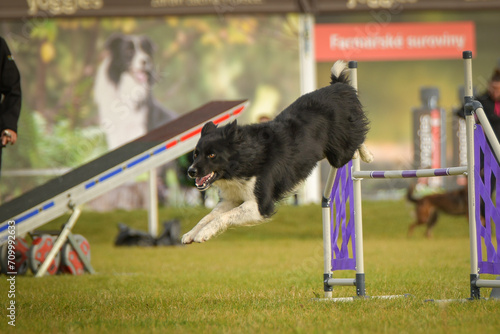 Dog is jumping over the hurdles. Amazing day on czech agility competition. 