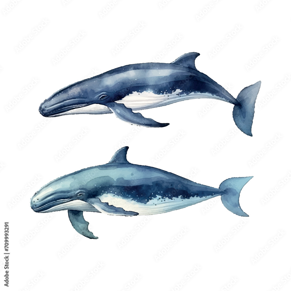 set watercolor whale illustration on white background set watercolor whale illustration on white background