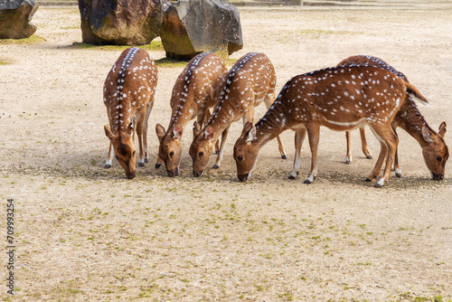 Bilde på lerret Chital, Axis axis, the spotted deer, chital deer or axis deer