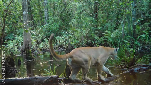 FLORIDA - 12.14.2023 - A Florida panther almost loses its balance crossing a log in a swamp in Florida.