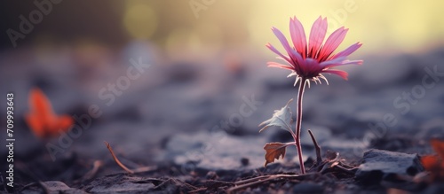 A small flower in the wild. © AkuAku