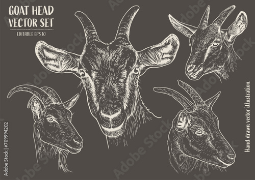 Goat head vector set. Hand drawn illustration of goat head.