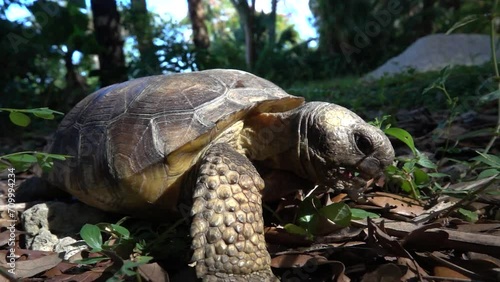 FLORIDA - 12.14.2023 - Close-up of a gopher tortoise eating leaves in slow-motion on a forest floor in Florida. photo