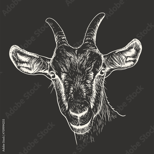 Goat head isolated on black background. Hand drawn vector illustration.