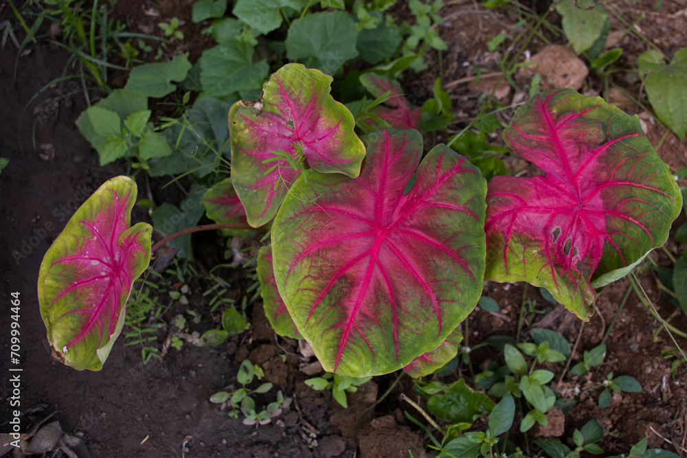 Caladium is a genus of flowering plants in the family Araceae. They are ...